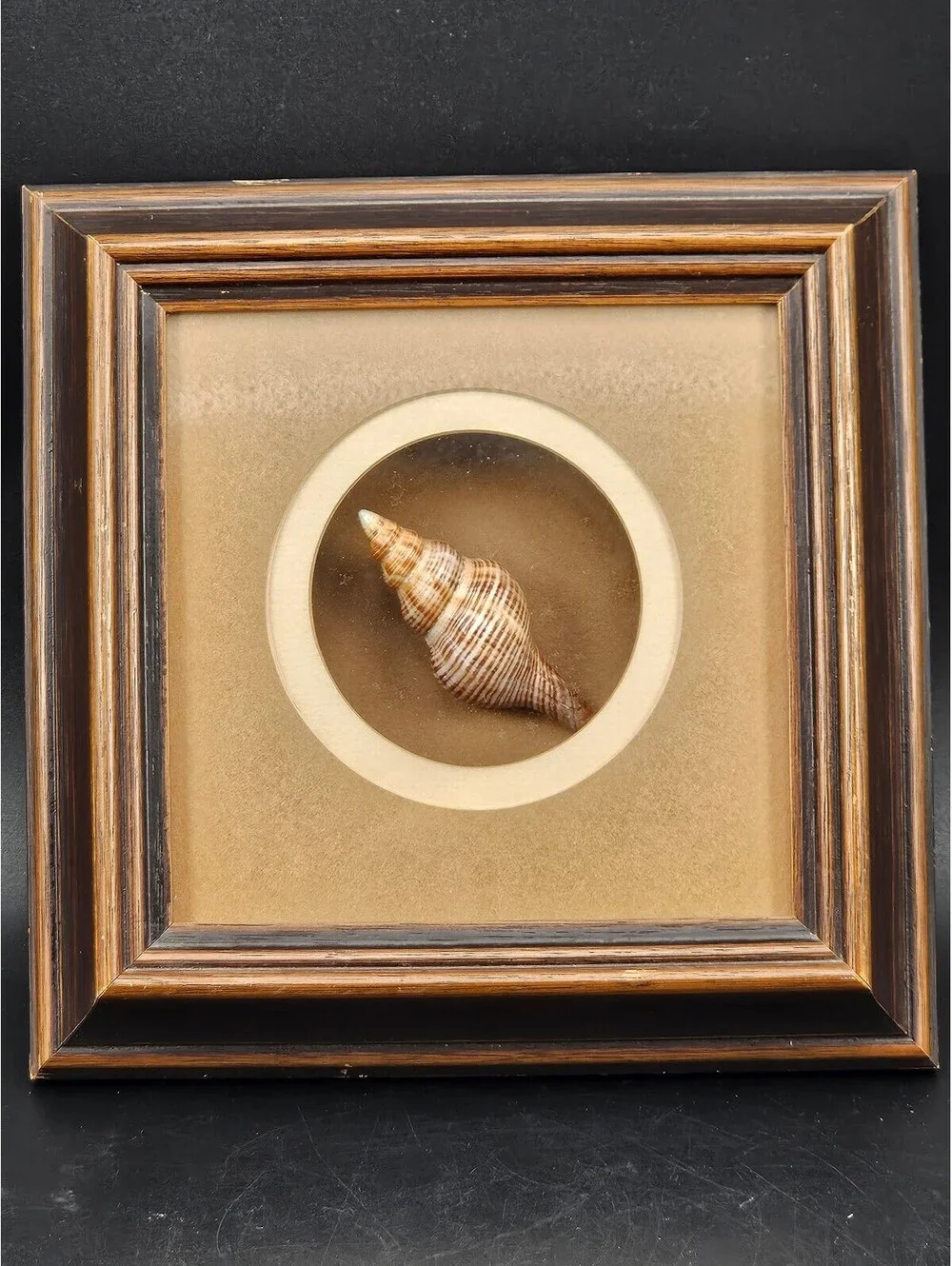 Framed Sea Shell Shadow Box Art Vintage Coastal Nautical Beach Wall Decor